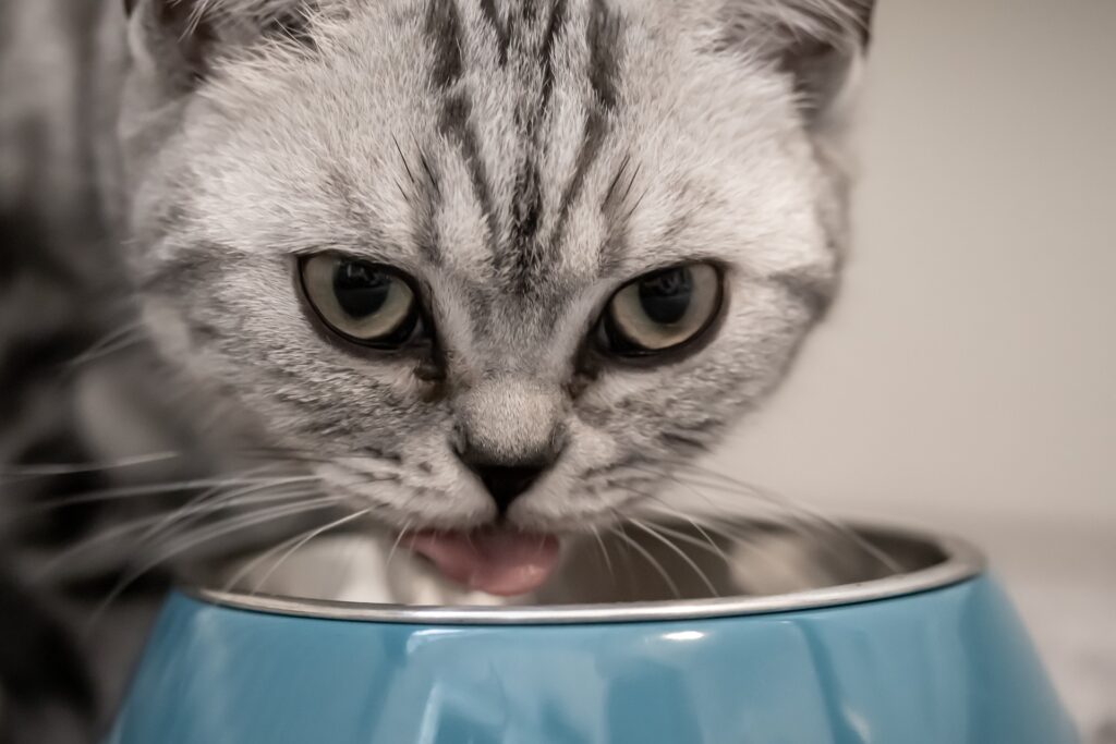 Jak przechowywać mokrą karmę dla kota?